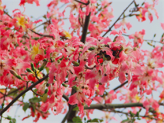 牡丹、红叶...今年冬季，海口日月广场打造一座“花花世界”